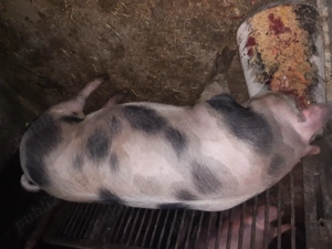 Vând porc Pietrain rasă de carne - imagine 3