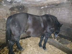 Vând iapa mai multe detalii la telefon 