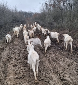 Vând 40 de capre tinere la prima și a doua fătare. - imagine 5