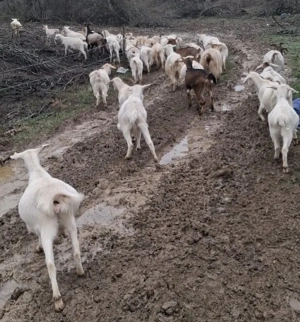 Vând 40 de capre tinere la prima și a doua fătare. - imagine 4