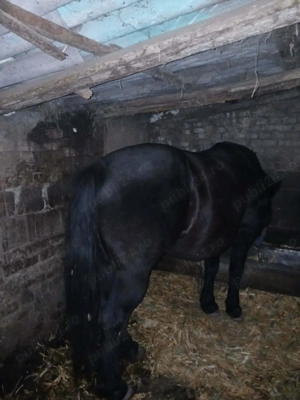 Vând iapa mai multe detalii la telefon  - imagine 3