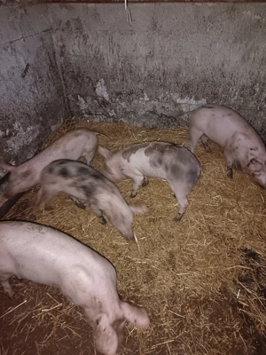 Vând purcei de carne - imagine 2