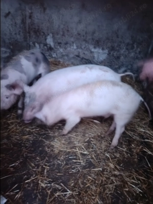 Vând purcei de carne - imagine 3