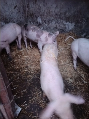 Vând purcei de carne - imagine 5