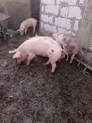 Vând purcei de carne - imagine 4