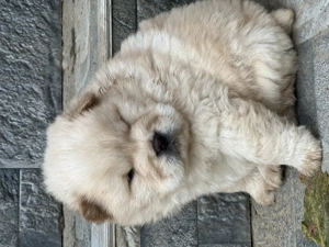 De vânzare catei chow chow 