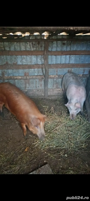 porci și purcei de vânzare județul Iași comuna Trifești  - imagine 2