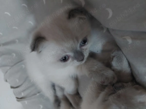 Puiuț de pisică Scottish Fold  - imagine 5