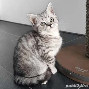 British shorthair tobby 