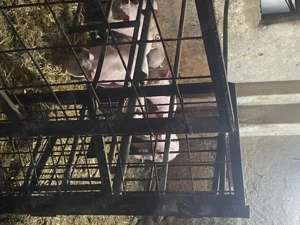 Vând purcei 20-30 de kg  - imagine 4