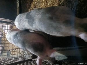 cascasa de porc  - imagine 3