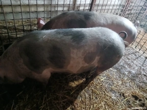 cascasa de porc  - imagine 5