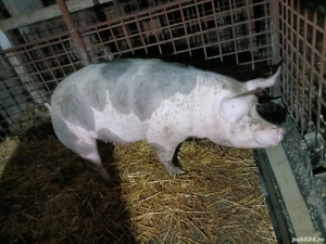 cascasa de porc  - imagine 4