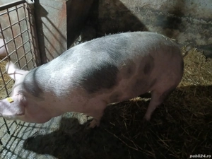 cascasa de porc  - imagine 2