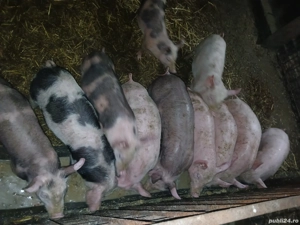 suldei de 3 luni poci  - imagine 5