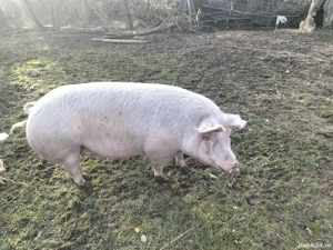 Vând purcea - imagine 2