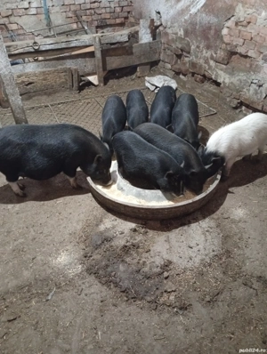 Porci vietnamezi  - imagine 4