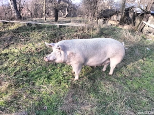 Vând purcea - imagine 4