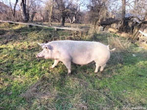 Vând purcea - imagine 3