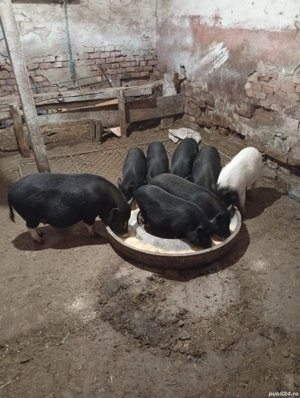 Porci vietnamezi  - imagine 3