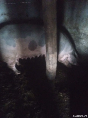 vând porcii  - imagine 4