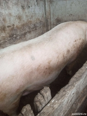 vând porcii  - imagine 2