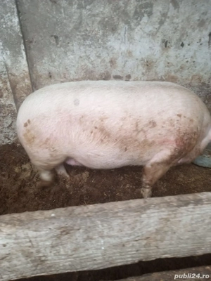 vând porcii  - imagine 3