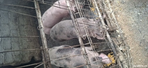 se vinde rasa pietran - imagine 5