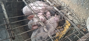 se vinde rasa pietran - imagine 4