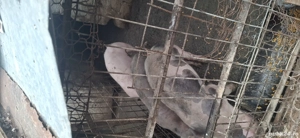 se vinde rasa pietran - imagine 3