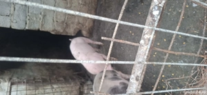 se vinde rasa pietran - imagine 2