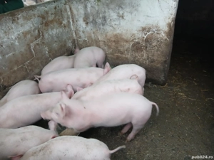 Vând purcei - imagine 2