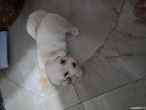 Bischon Maltez Miny Toy - imagine 3