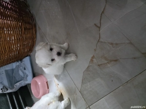 Bischon Maltez Miny Toy - imagine 4