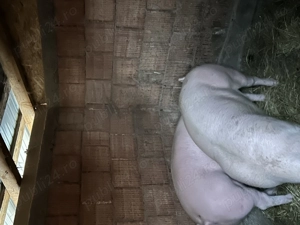 Ultimul porc Disponibil