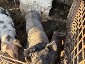 vand porc pietrean de carne - imagine 3