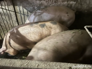 Vand porci pentru sacrificat