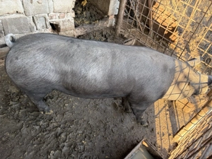 vand porc pietrean de carne - imagine 5