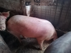 Vând porc gras ..