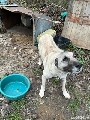 vand cateaua Kangal - imagine 3