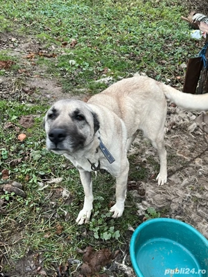 vand cateaua Kangal - imagine 2