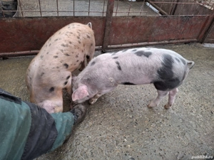 Grasuni de vanzare - imagine 3