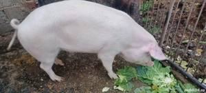 porc de vanzare - imagine 3