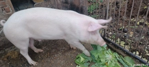 porc de vanzare - imagine 2