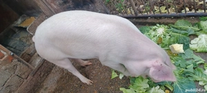 porc de vanzare - imagine 4