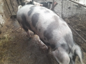 Porc Petran de  carne  - imagine 2