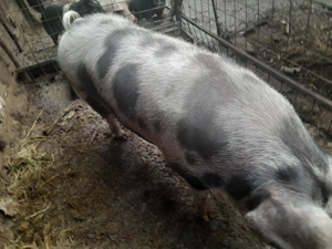 Porc Petran de  carne 