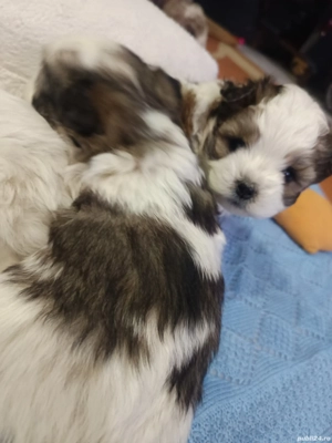 Cățeluși bichoni - imagine 3