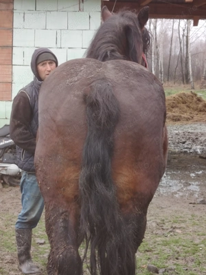 Armăsar de Vânzare  - imagine 2