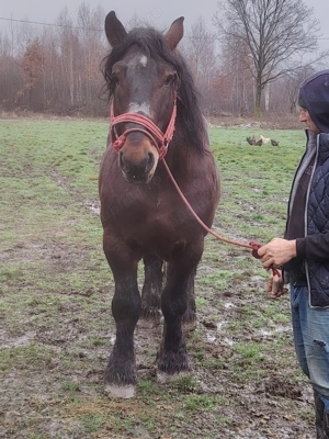 Armăsar de Vânzare 